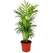 Exotenherz - palmier de montagne - Chamaedorea elegans - 1 plante - facile d'entretien - purificateur d'air - pot 12cm