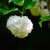 Viorne boule de neige odorante (Viburnum Carlcephalum)