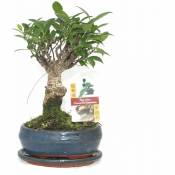 Figuier chinois Bonsaï - Ficus retusa - ca. 6 ans