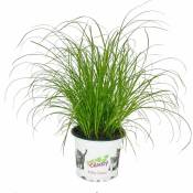 Herbe à chat - Cyperus alternifolius - 3 plantes -