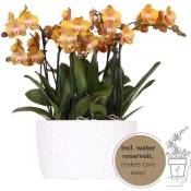 Kolibri Orchids - set d'orchidées orange dans une