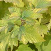 Physocarpe à feuilles d'obier opulifolius Angel Gold® 'Minange'/Pot de 4L - Blanche