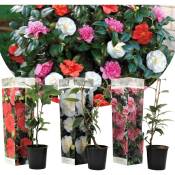 Camellia japonica - Mélange de 3 - Rouge blanc rose - Pot 9cm - Hauteur 25-40cm - Multicolore