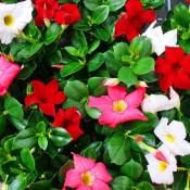 Dipladenia - Jasmin du Chili - pot 9cm - set de 3 plantes - rouge