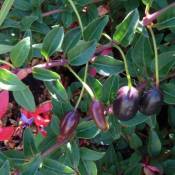 Fuchsia regia 'Reitzii'/Pot de 3 l - Violette