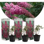 Buissons papillons - Buddleja Pink - Set de 3 - Pot 9cm - Hauteur 25-40cm