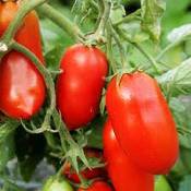 PLAT FIRM GRAINES DE Germination: 50 - Graines: tomates