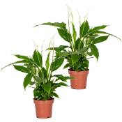 Bloomique - 2x Spathiphyllum 'Torelli' - Peace Lily