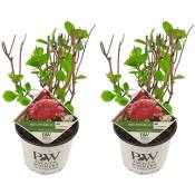 Plant In A Box - Hydrangea Pink Annabelle - Hortensia - 2 pcs - Rose - ⌀19 cm - Hauteur 40-50 cm - Rose