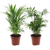 Plant In A Box - Mini mélange de palmiers d'interieur