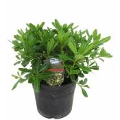 Plant In A Box - Pittosporum tobira nanum - Buisson