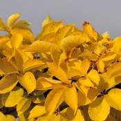 Vigne Vierge quinquefolia Yellow Wall®/Pot de 3L