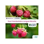 Leaderplantcom - Duo Framboisiers Longue Récolte 2