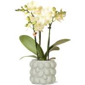 Orchidée phalaenopsis jaune - Mexique + pot décoratif