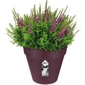 Elho Bac à fleurs rond jardinière Mûre violet en plastique pour extérieur jardin terrasse pot de fleurs 3 l
