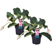 Plant In A Box - Medinilla Magnifica - Set de 2 - Pot