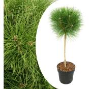 Plant In A Box - Pinus 'Brise d'été' - Pin nain -