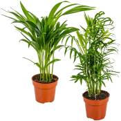 Bloomique - 2x Mélange de palmiers d'intérieur - Dypsis-Chamaedorea - Facile d'entretien – ⌀12 cm - ↕20-45 cm