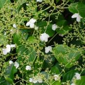 Hortensia 'Petiolaris' - Hortensia grimpant - Plante grimante - Autocollant - ⌀15 cm - ↕60-70 cm
