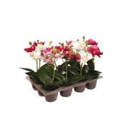 Set de 12 orchidées artificielles roses H20