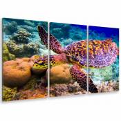 Tableau triptyque Tableau photo tortue et fonds marins - 90x60 cm