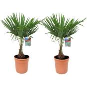 Trachycarpus Fortunei - Set de 2 - Palmier éventail - Pot 21cm - Hauteur 65-75cm - Vert