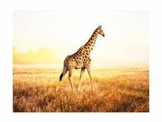 Papier peint - girafe - promenade 350x270 cm