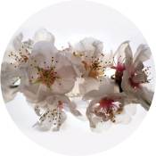Papier peint panoramique rond adhésif fleurs - ø 140 cm de Sanders&sanders blanc et rose