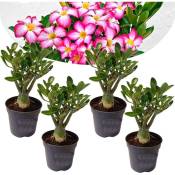 Plant In A Box - Adenium Obesum - Set de 4 - Roses