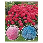 Collection d'Hortensias : rouge, bleu, rose - Par 3 en pots de 1,3 L. En 3/5 branches. - Willemse