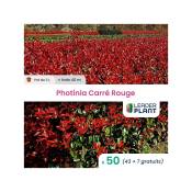 Leaderplantcom - 50 Photinia Carré Rouge pot de 2