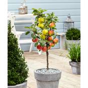 Plant In A Box - Pommier 'Trio' - Malus - Pot 17 cm - Hauteur 60-70cm - Rose