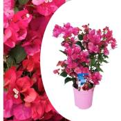 Bougainvillier sur support - Fleurs roses - Pot 17cm - Hauteur 50-60cm - Rose