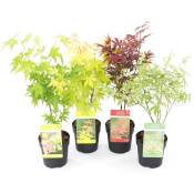 Plant In A Box - Acer palmatum - Set de 4 - Erable