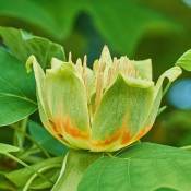 Tulipier de Virginie (Liriodendron Tulipifera) - Godet