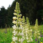 2 Lupins 'Noble Maiden' (Lupinus 'Noble Maiden') -