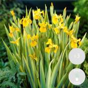 3x Iris 'Pseudacorus' – Iris Jaune – Plante de
