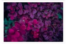 Affiche fleurs de lilas au printemps sans cadre 60x40cm
