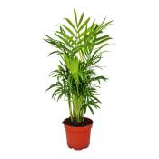 Palmier de montagne - Chamaedorea elegans - 1 plante