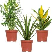 Bloomique - 3x Mélange de plantes d'intérieur tropicales – Dracaena-Chamaedorea-Codiaeum – ⌀12 cm - ↕ 25-40 cm