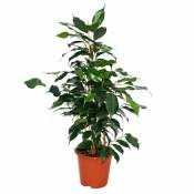 Exotenherz - Ficus benjamini Danielle, bouleau figue