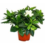 Gardenia - Plante à fleurs parfumées avec des fleurs de couleur blanc crème, pot de 12cm