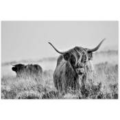 Hxadeco - Affiche Vache highland au pré - 60x40cm