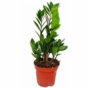 Palmier Zamio - Zamioculcas zamiifolia - 1 plante -