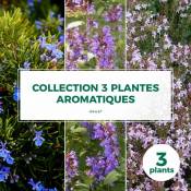 Pepinières Naudet - Collection 3 Plantes Aromatiques - Godet - Taille 20/40cm