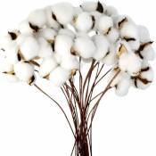 Aiducho - Branche De Coton Tige Naturelle Ferme Fleurs