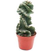 Exotenherz - Cereus jamacaru Spiralis - cactus spirale - en pot de 11cm