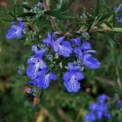 Pepinières Naudet - Romarin Commun de Corse (Rosmarinus Officinalis 'Corsican Blue') - Godet - Taille 13/25cm
