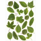 Plage - Sticker décoratif autocollant, feuilles d'arbres de la forêt en trompe l'oeil effet 3D, 48 cm x 68 cm - Vert