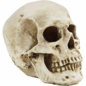 Shining House - Modèle de crâne humain - Squelette médical en résine réaliste - Réplique de la tête grandeur nature pour lenseignement médical